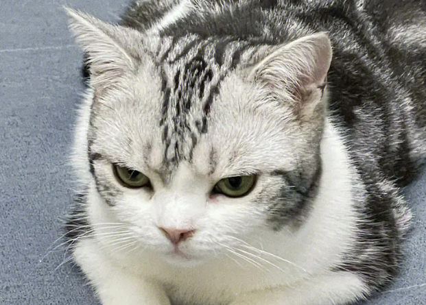 我一气之下把猫摔死了 我一气之下把猫摔死了