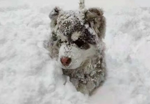 零下五十几度，狗狗瞬间变成冰雕，走近一看让人心疼