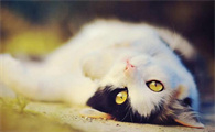猫在主人被子上踩奶说明什么