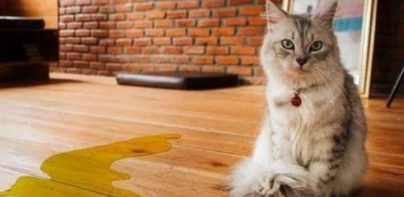 为什么有的公猫不绝育不乱尿