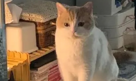 晚上需要给猫留灯吗