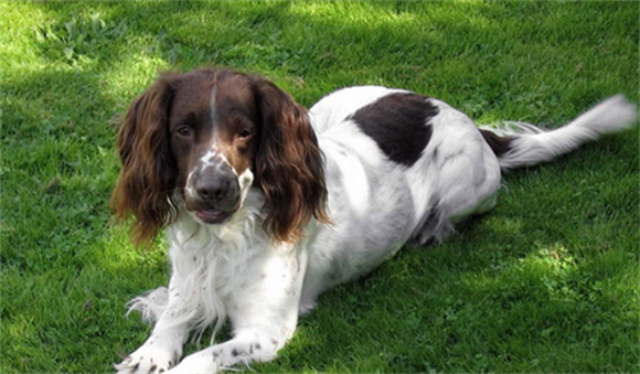 英国跳猎犬的特点多长