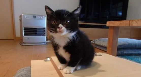 被强迫拍照的猫咪能有多“厌世”?哈哈哈差点被这表情笑死... 被强迫拍照的猫咪能有多“厌世”?哈哈哈差点被这表情笑死...