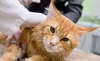 驱虫猫咪多久一次