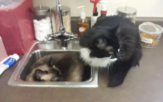 2只猫咪害怕打针,见到医生就躲水槽,争相挤进去的模样太可爱了 2只猫咪害怕打针,见到医生就躲水槽,争相挤进去的模样太可爱了