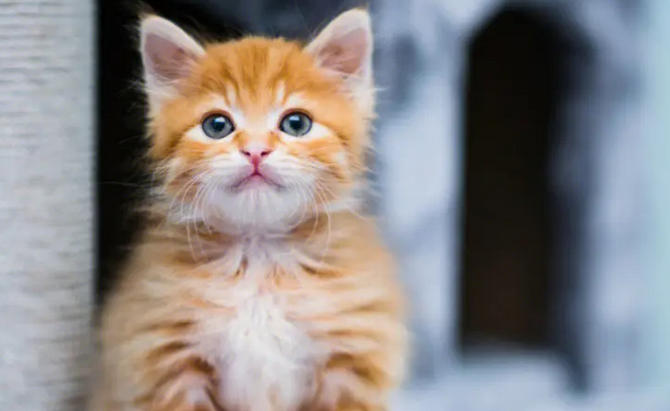 如何防止野猫在家门口拉屎拉尿
