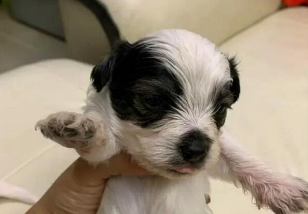 比熊犬背着主人和流浪狗谈恋爱,爱情的结晶诞生后,长相实在潦草 比熊犬背着主人和流浪狗谈恋爱,爱情的结晶诞生后,长相实在潦草
