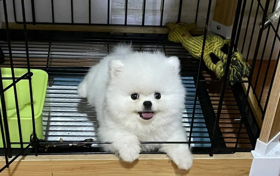 博美圆脸和尖脸哪个好 博美圆脸和尖脸哪个好