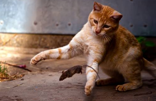 猫抓老鼠是天性吗