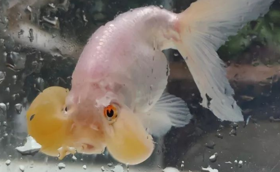 水泡金鱼能用过滤吗