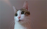 猫在猫砂盆外面拉屎怎么纠正