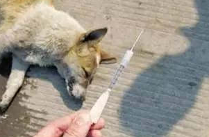 狗闻了就死的药