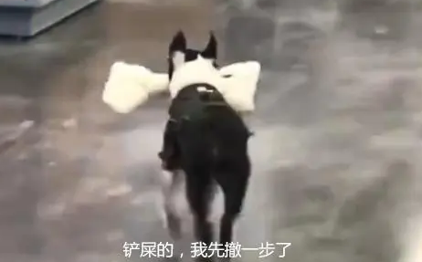 狗狗第一次逛超市,叼着大骨头就往外跑,铲屎的我先走一步了 狗狗第一次逛超市,叼着大骨头就往外跑,铲屎的我先走一步了