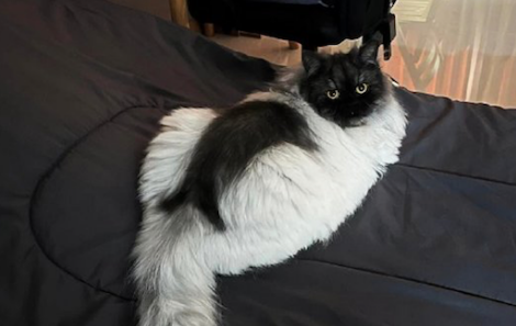 猫咪脸和腿是黑色,身上却全部都是白色的,像是穿了件貂皮大衣啊 猫咪脸和腿是黑色,身上却全部都是白色的,像是穿了件貂皮大衣啊