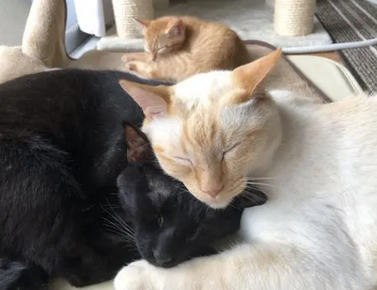 带回一只小橘猫,主人担心小猫被欺负,结果两只大猫把它当孩子 带回一只小橘猫,主人担心小猫被欺负,结果两只大猫把它当孩子
