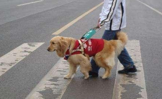 我国导盲犬伤人事件 我国导盲犬伤人事件