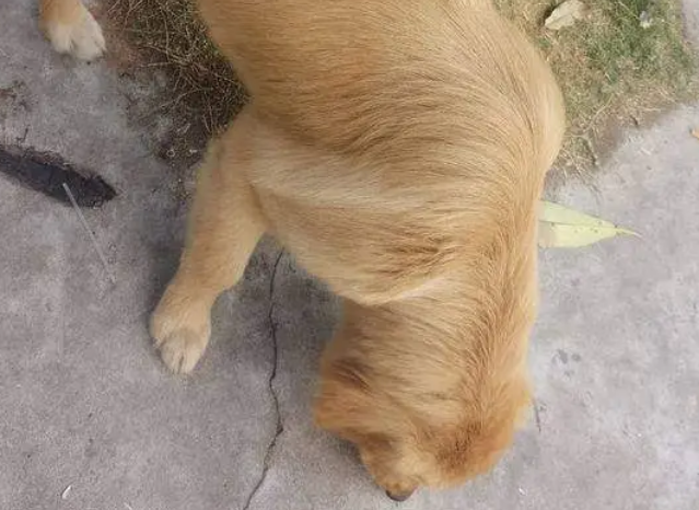 金毛不小心走丢,主人找到狗狗后,被眼前这一幕吓出一身冷汗! 金毛不小心走丢,主人找到狗狗后,被眼前这一幕吓出一身冷汗!