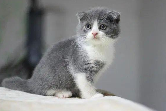 喵喵石是猫眼石吗 喵喵石是猫眼石吗