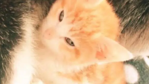 铲屎官偷偷把小猫咪放到熟睡的哈士奇怀里，二哈醒来后一脸震惊