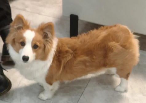 狗挑食会让自己饿死吗