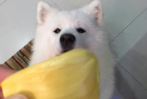 狗狗可以吃菠萝蜜吗 狗狗可以吃菠萝蜜吗