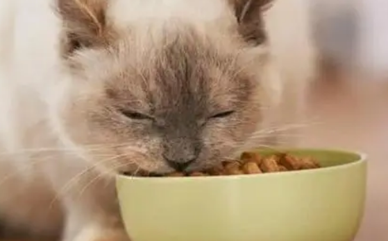 母猫生完小猫怎么补充营养