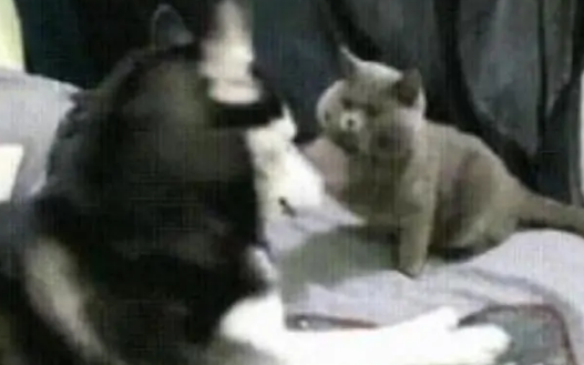 哈士奇被猫打了一巴掌,但二哈不敢惹猫咪,于是把目光投向了主人 哈士奇被猫打了一巴掌,但二哈不敢惹猫咪,于是把目光投向了主人