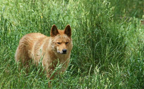 澳洲野狗和中华田园犬图片