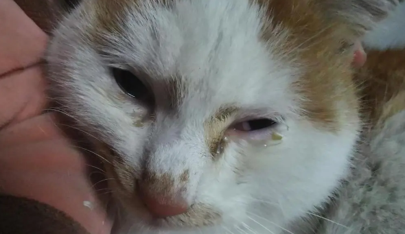 猫一只眼睛有脓黄眼屎