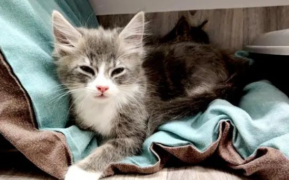 猫咪被粘鼠板粘住，如何轻松解救？