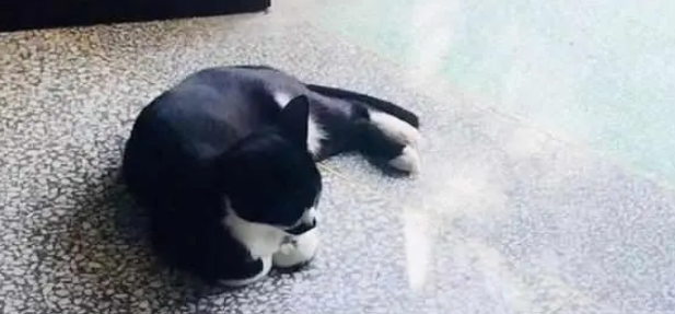 猫妈妈每天在学校听课,给自己宝宝做“胎教” 猫妈妈每天在学校听课,给自己宝宝做“胎教”