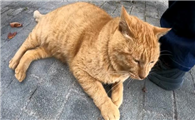 猫越养越不亲人