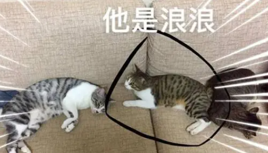 进屋蹭饭和家猫混超熟,饲主进客厅笑翻:我只养2只猫啊 进屋蹭饭和家猫混超熟,饲主进客厅笑翻:我只养2只猫啊
