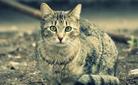 猫最怕什么声音频率