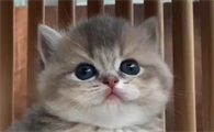 午夜猫叫声音像婴儿哭