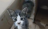 猫有白色虫子像蛆