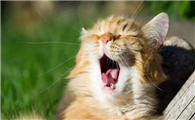 猫一天叫不停我要崩溃了
