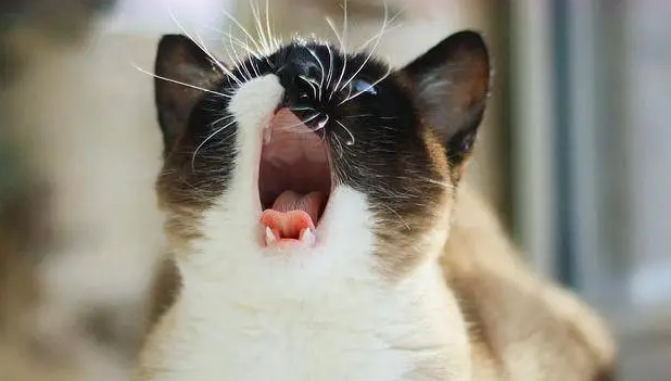 猫总是叫很烦人怎么办 猫总是叫很烦人怎么办