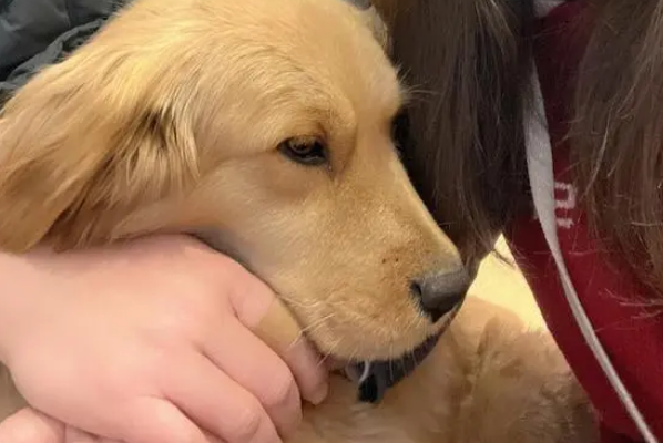 路遇金毛犬被撞伤趴地,90后夫妇放弃旅行送医救助:这是缘分,遇见它就要负责 路遇金毛犬被撞伤趴地,90后夫妇放弃旅行送医救助:这是缘分,遇见它就要负责