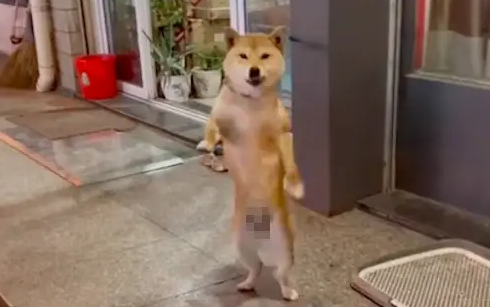 每当主人回来，狗狗都站起来跳舞欢迎，确定不是在跳科目三吗？