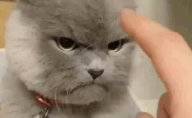 铲屎官假装训斥蓝猫,被它那滑稽的表情萌出血 铲屎官假装训斥蓝猫,被它那滑稽的表情萌出血