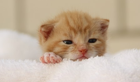 猫有没有臭腺 猫有没有臭腺