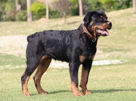 中国不禁养的护卫犬