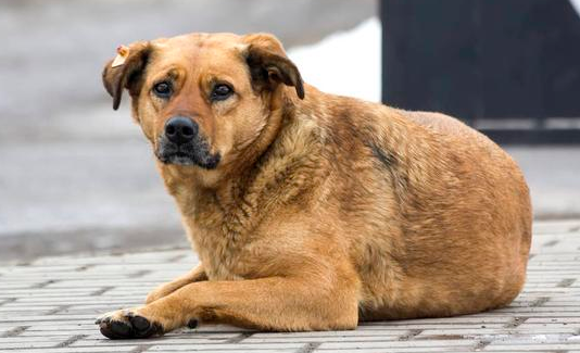 中华四眼犬是小型犬吗