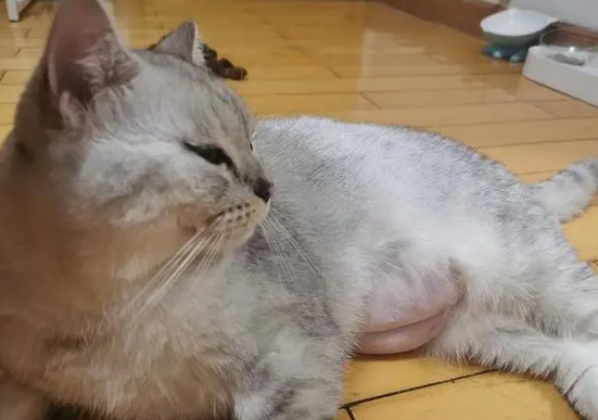 母猫迟迟不生小猫该怎么办 母猫迟迟不生小猫该怎么办