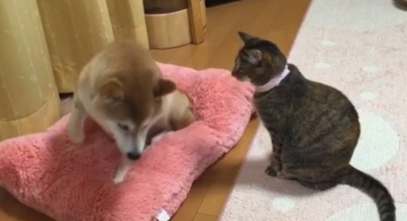 猫咪想要柴犬的窝,眼神较量后,柴犬怂了:大哥,我给你! 猫咪想要柴犬的窝,眼神较量后,柴犬怂了:大哥,我给你!