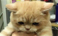 为什么没有猫皮大衣