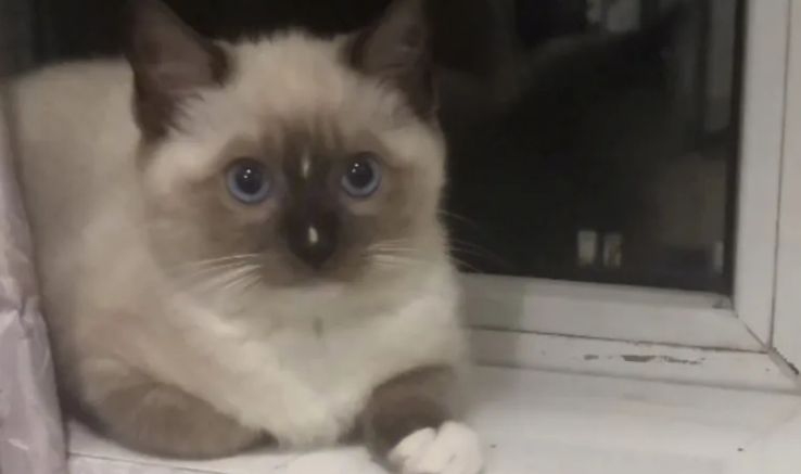 小红书卖猫的全是骗子