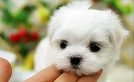 绣球犬好不好养