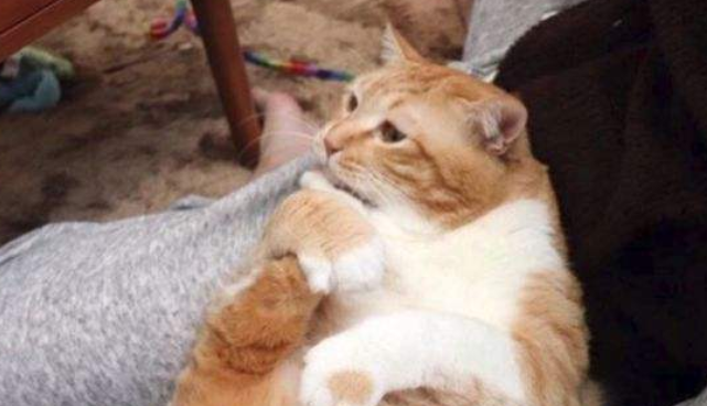 橘猫生下一窝猫宝宝，唯独有一只不受欢迎